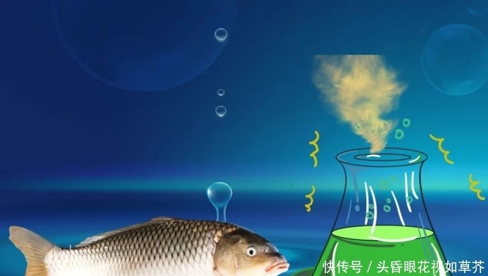 钓鱼饵料如何调配味型?什么味型垂钓效果好?味型小药的选择技巧