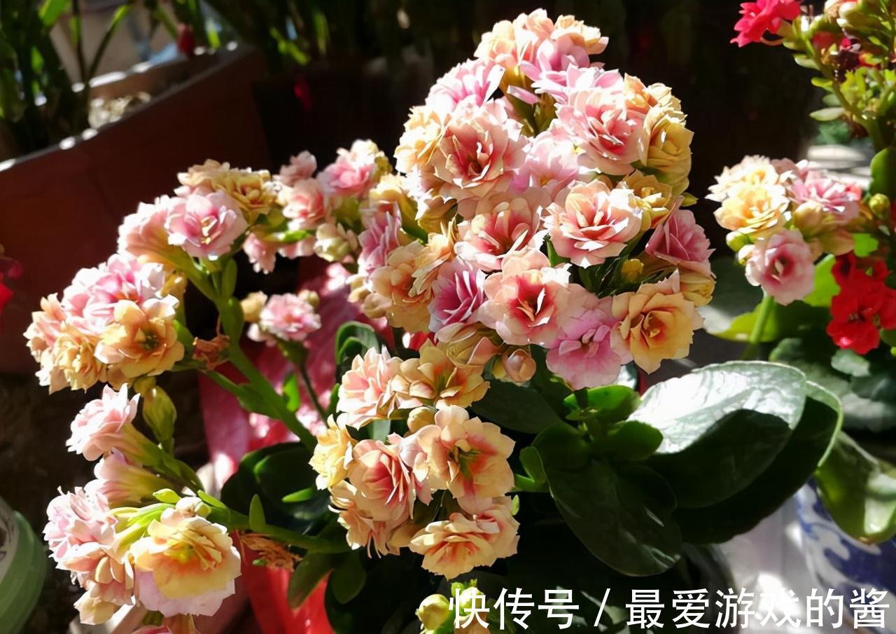 观赏价值|冬季盛开的4种花卉,越冷越开花,家中养2盆,美极了