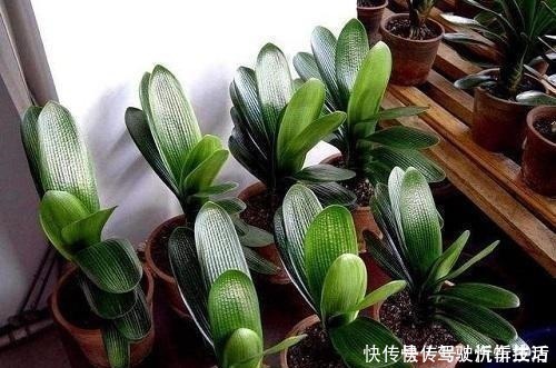 养分|君子兰生长静止了,来几杯“唤醒水”,叶子窜得快花箭冒出来!