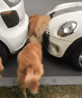 |搞笑动图:终于下雪了,小企鹅开心得跳起来!