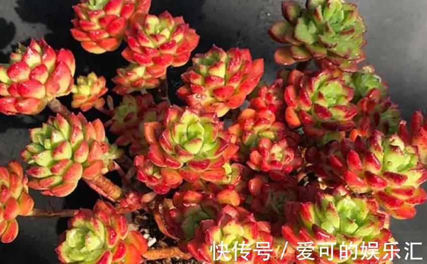 颗粒石|养殖蒂亚做好4件事,再也不徒长,还能养出通红似火的状态