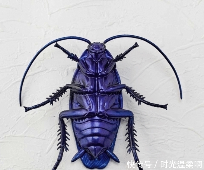 昆虫|你见过哪些奇怪的手办模型?蟑螂、蚯蚓为原型的手办,还原度太高