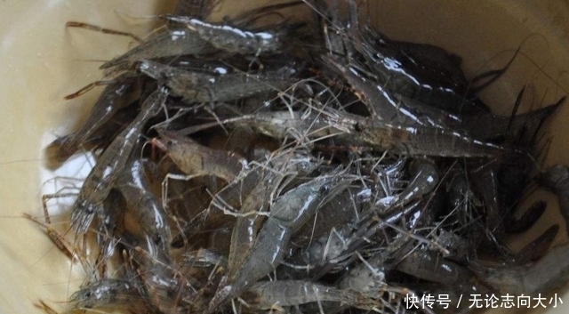 黑榜|重磅！羊肉、小河虾都上了“黑榜”，原因让人难以接受！