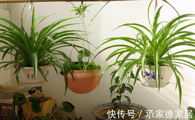 多肉|以这4款植物为例，教你该怎么养根壮根