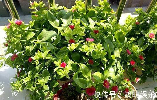 浇水|养盆牡丹吊兰,枝粗叶肥开花多,好看又好吃,越吃越上瘾