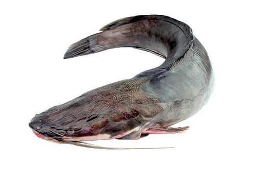 食物|生病不能吃发物?到底什么食物叫发物?这七种食物有必要了解一下