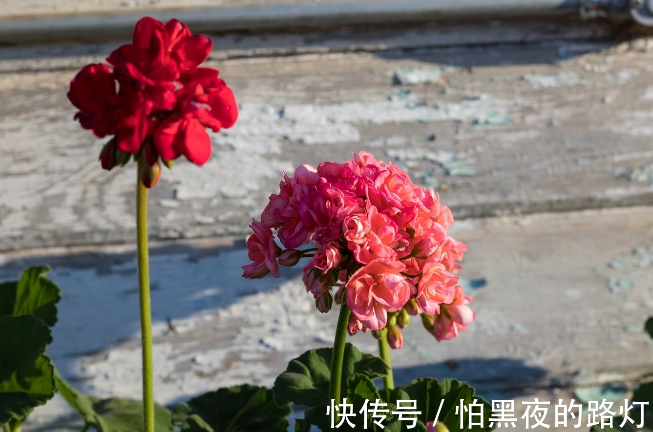 幸福|10月，真爱无声，桃花迷人，3生肖温柔相爱，相许相依，一世无忧