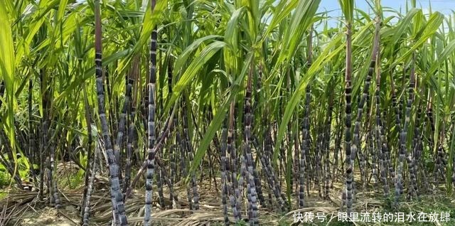 余杭人的心头好,即将上市!曾经风靡全国,很多人小时候都吃过!