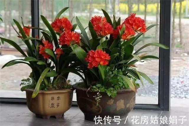 根顶叶|君子兰出现“根顶叶”现象，要及时发现，及时处理，否则危害大