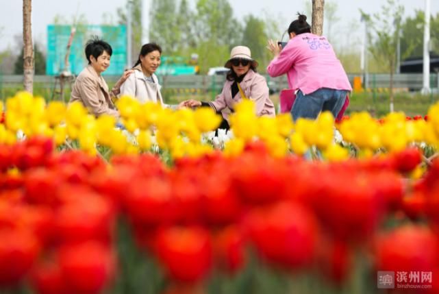 邹平：郁金香花开迎客来