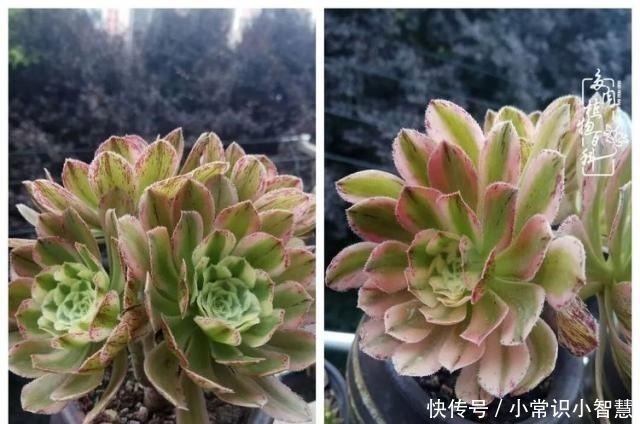 艳日辉|我是多肉飘窗党，我来晚了！我是多肉飘窗党，我来晚了！