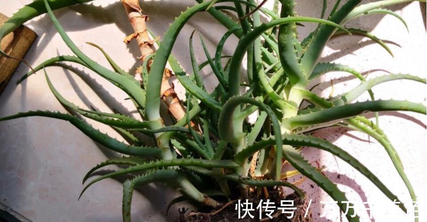 海虎兰|养芦荟选好品种,颜值高易打理,第3款最适合美容护肤