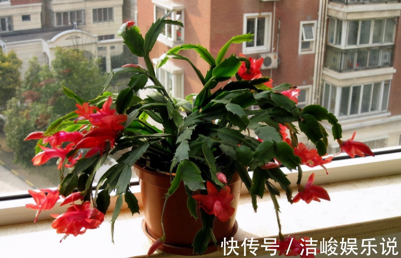 茉莉花|4款“勤花”植物,阳台盆栽几乎不用费心,开花就美极了