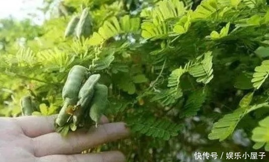 农村不起眼的野草，保肝护肝，清热解毒，疏肝止痛，你认识吗