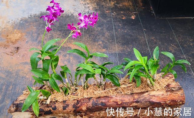 公认的“12种耐阴花”，有点散光就能长，花叶俱美有格调