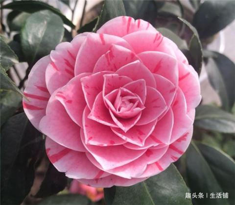 茶花开花少教你2招，花儿开满枝，年年开花多！