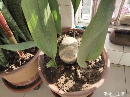 一叶兰|低于5度,6种花一整个冬天不浇水,也能照样活!