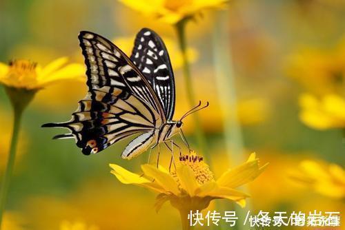 乱红!欧阳修最经典的一首词,开篇就是名句,李清照也赞不绝口