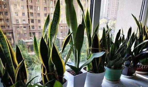 虎皮兰春天砍几下,分出几个娃,个个肥壮,一年窜到1米8