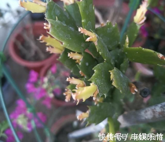 施肥|夏天养蟹爪兰记住2个字素养否则秋天只能见到“空花盆”