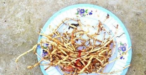 大夫尼古丁也有“天敌”，若不想戒烟，请多吃，肺会感谢你