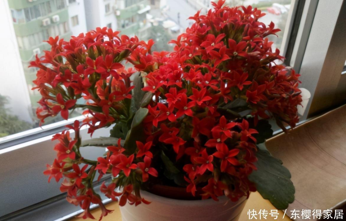 阳台养花,到了春天选什么盆栽好?牡丹、金银花、长寿花