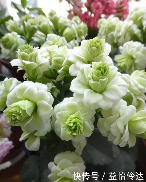 花卉|长寿花中最“浪漫”的品种,花色新奇,不惧高温,一开就是10个月