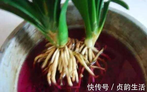 用这2种“肥水”养花，比淘米水食醋水靠谱的多，养啥花都“旺”