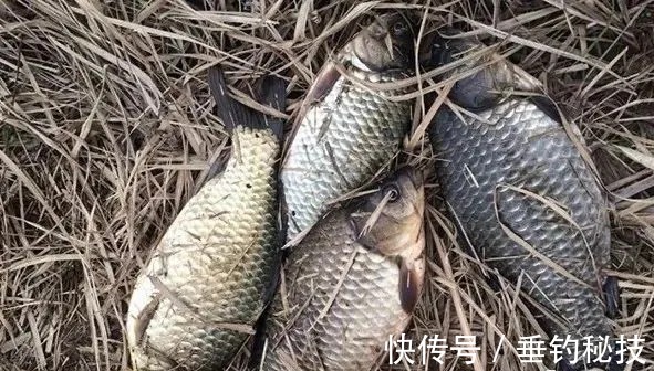 冬钓鲫不用这饵就没口，一年四季都可用，不信你不动心！