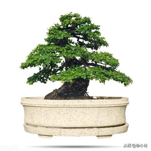 盆景枝条如何快速增粗？