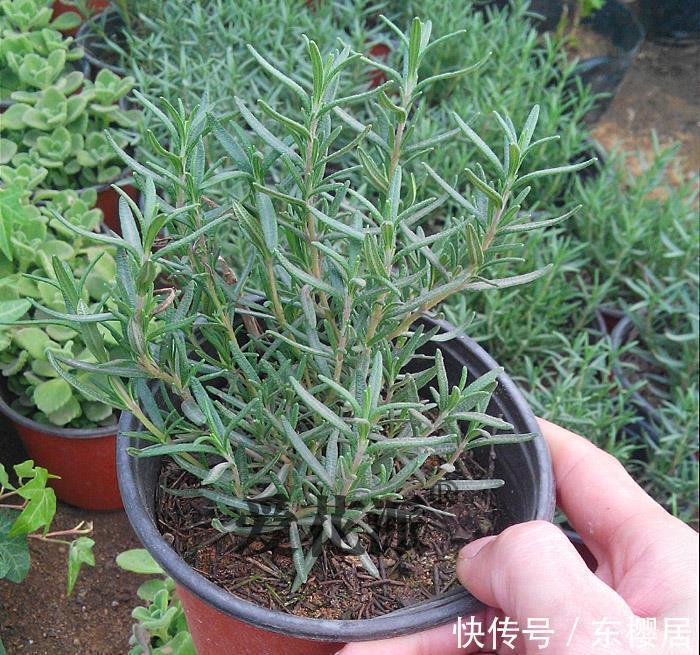 养花试试这几款,家里养一盆,能养生能观赏,很实用