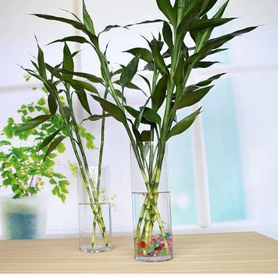 有钱人家都养这“4种花”,美观大气、旺运招财,财神爷不请自来