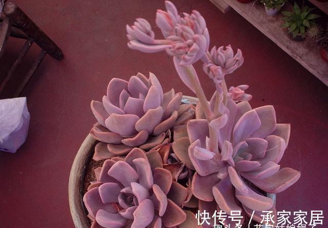 干土|给多肉植物上盆,牢记这5个方面,服盆快,后期也好养一些