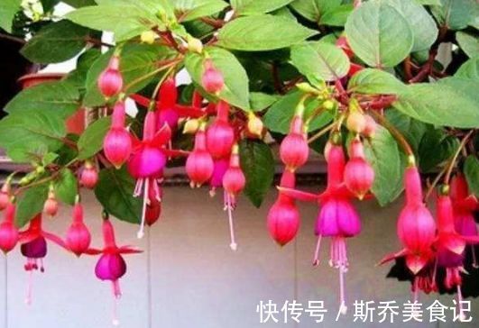 温室|家养此款花,耐旱耐热懒人必备,简单几个技巧,轻松养爆盆