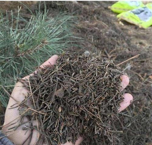 松针发酵腐熟做营养土，为什么要选择生松针，不宜选择干松针？