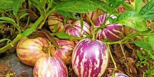 人到中年，推荐常吃几种食物，排毒消脂，皮肤更水嫩光滑