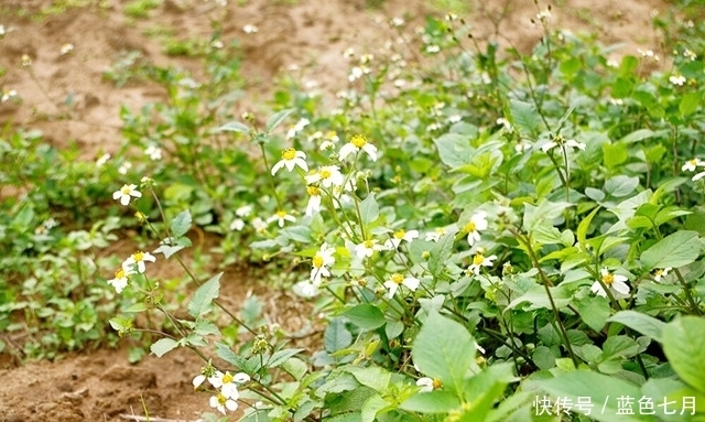 纯天然|纯天然的“子宫卫士”,经期多吃点,子宫更干净,远离妇科炎症