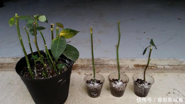 枝条|至今还有人“炒作”土豆扦插月季,实操后发现,土豆长得真不错