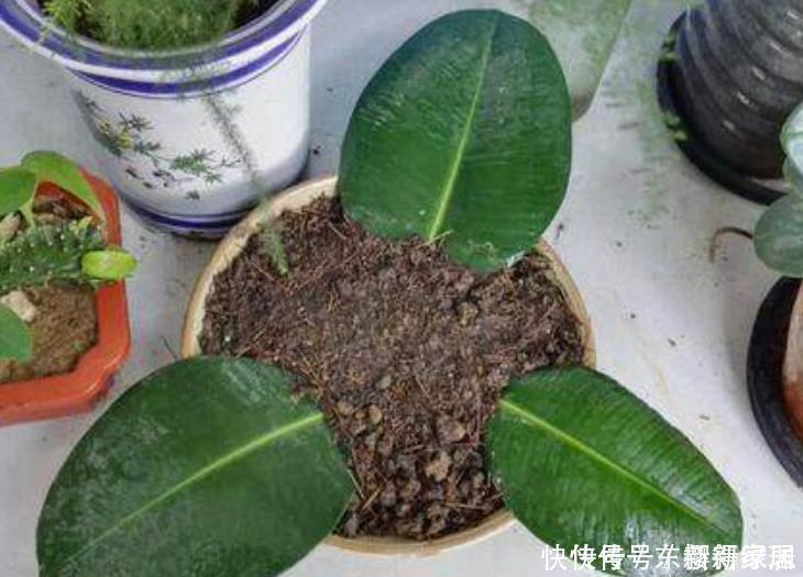 花卉|4类花卉，可以拿叶子繁殖，新手也能扦插养活