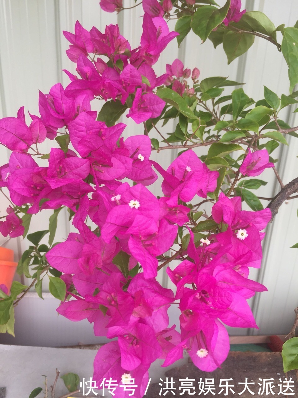 三角梅|养盆三角梅,简单一打理,花朵比叶子还密,一学就会!
