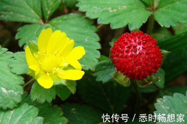 野果子|农村被嫌弃的“野草莓”,小时候摘了不敢吃,其实价值异常珍贵!