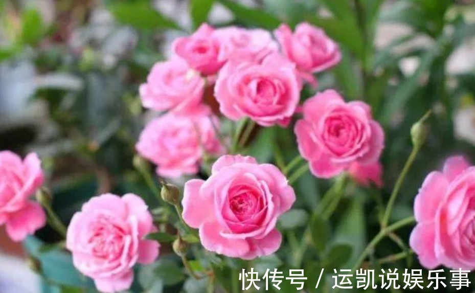 “5种花”漂亮又好养，花开不断，挤满阳台，一次开花100朵！