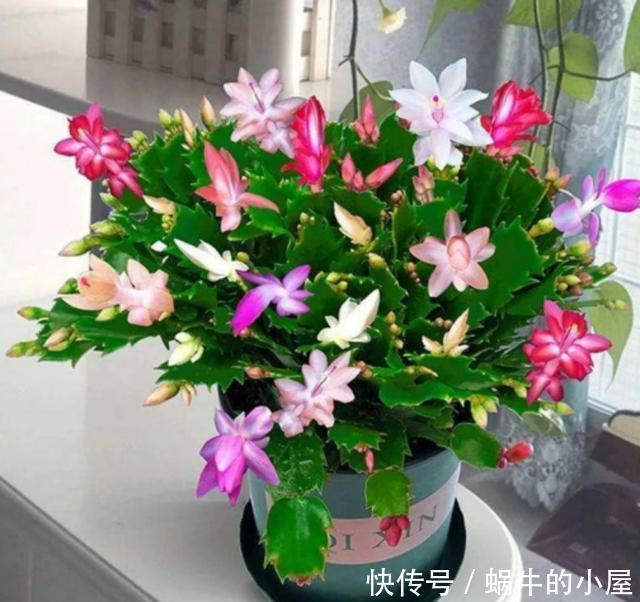9种花不用花钱买,掐根枝条插土里,2周即可生根,好养易成活