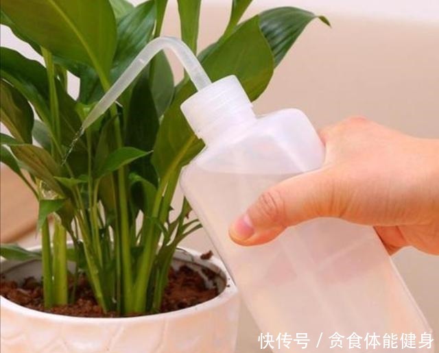 冬天,4种花要“旱着养”,水大烂根又黄叶!