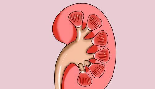 为何肾脏里有积水？医生告诫：身体出现5个“苗头”，就要检查了