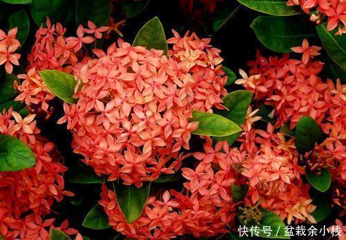 四季海棠|3种贵气花,好养又好看,寓意美好,值得拥有!