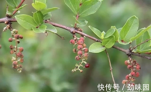 野果|山里一种怪树,过去农民见了就砍,但果实似樱桃,叶子还能麻醉鱼