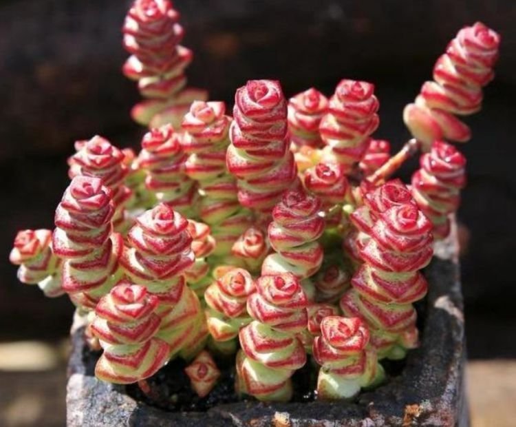 家养这些植物，不仅有很好的观赏价值，更有着招财进宝的寓意