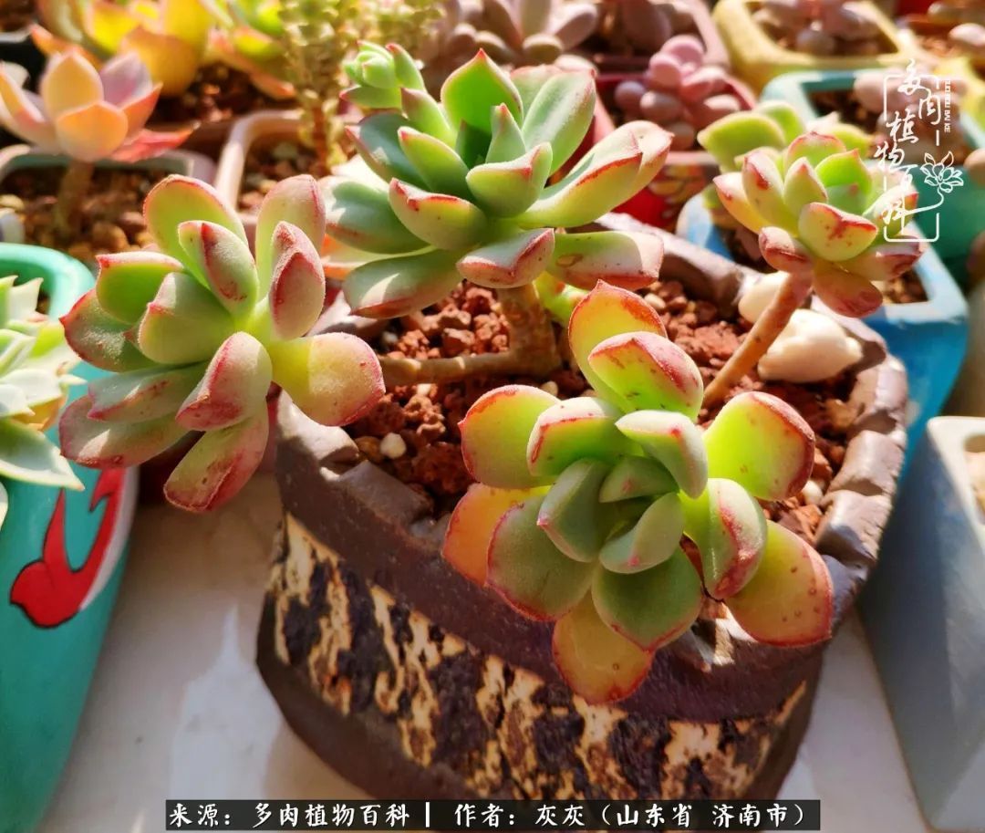 多肉植物|养多肉四年，铁打的盆盆流水的肉，无需多问，问就是喜欢！