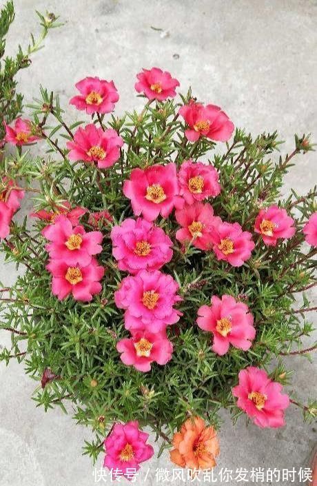 急性子的人就养此4种花,掐个枝条插土里,当年就开花早看早知道